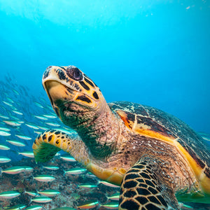 Try Scuba diving