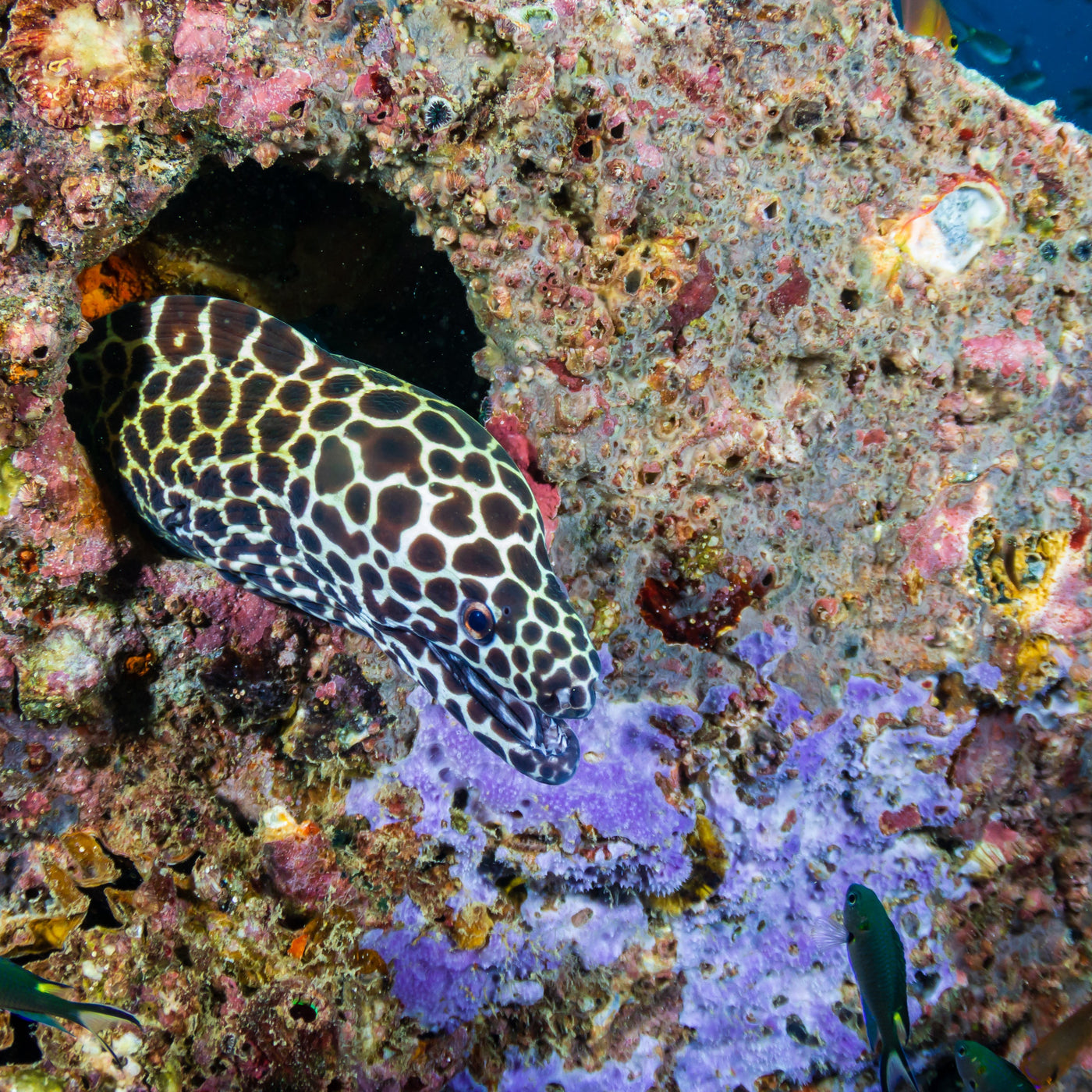 BOONSUNG WRECK - Diving Trip (from Khao Lak)