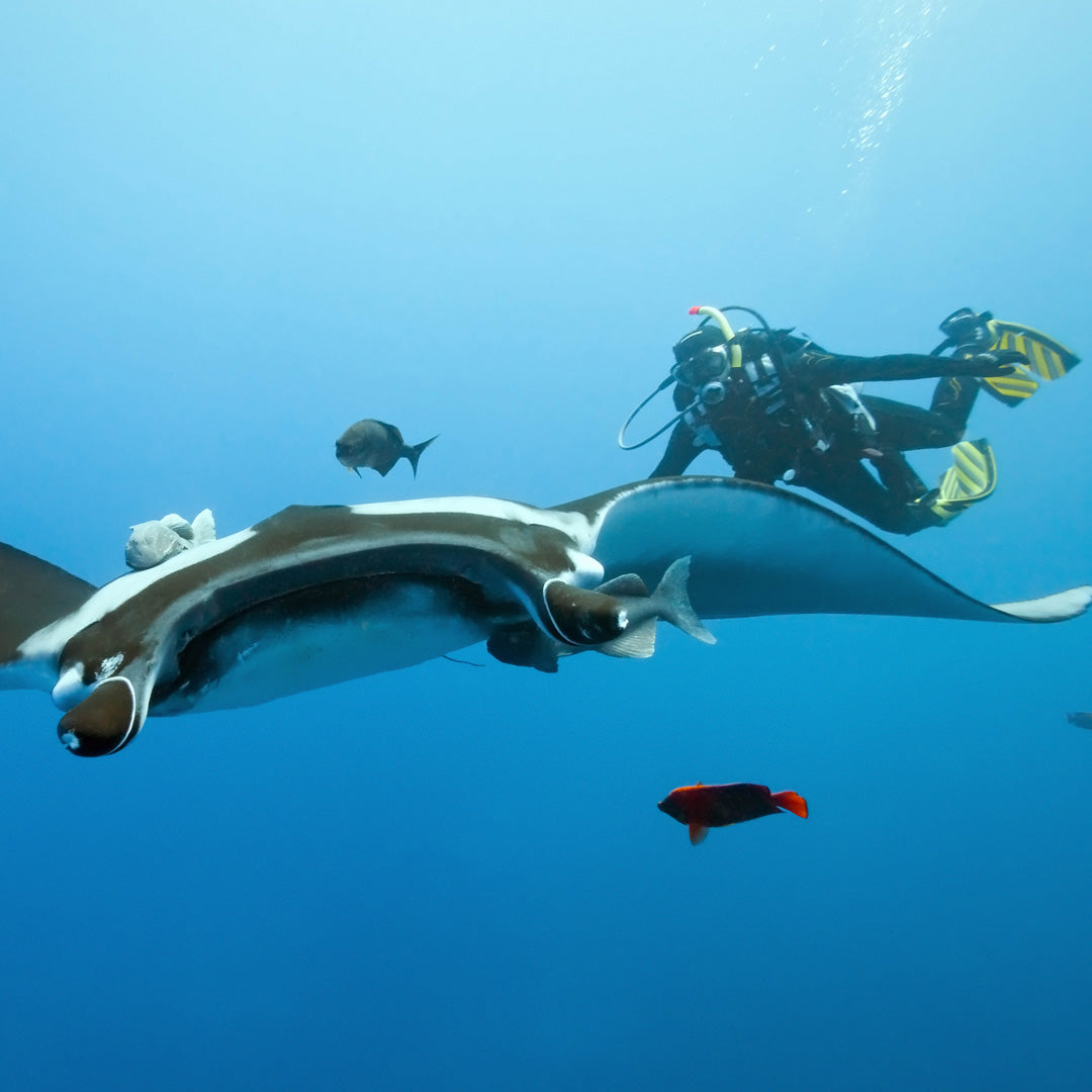 KOH TACHAI - Diving trip (from Khao Lak)