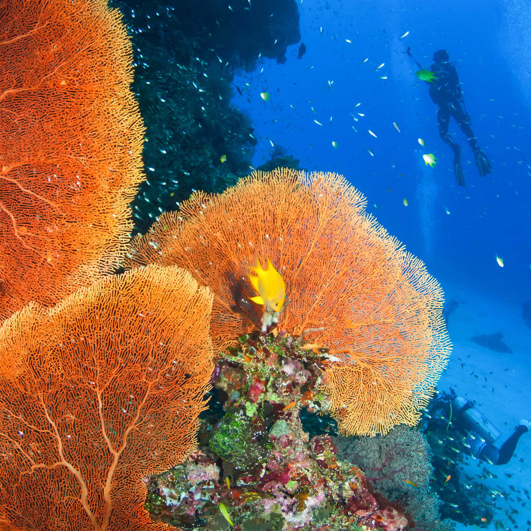 KOH TACHAI - Diving trip (from Khao Lak)