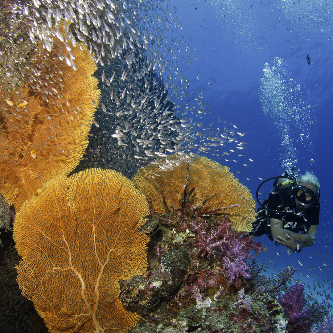 SIMILAN - Diving Trip (from Khao Lak)