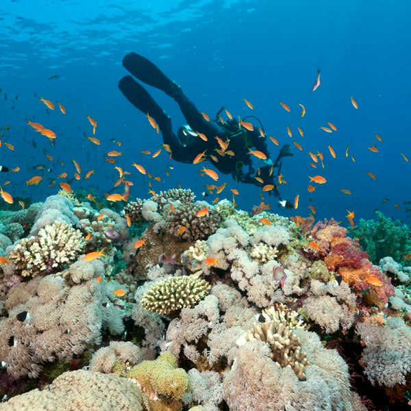 LIVEABOARD 11 days / 10 nights - Koh Haa, Hin Daeng & Hin Muang, Phi Phi, Similan, Koh Bon, Koh Tachai, Koh Surin & Richelieu Rock